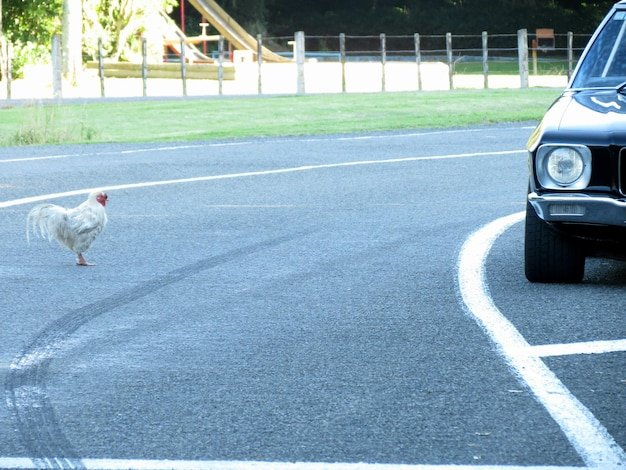 Cel mai bun chicken road 2 demo în Romania Cel mai bun chicken road 2 demo în Romania