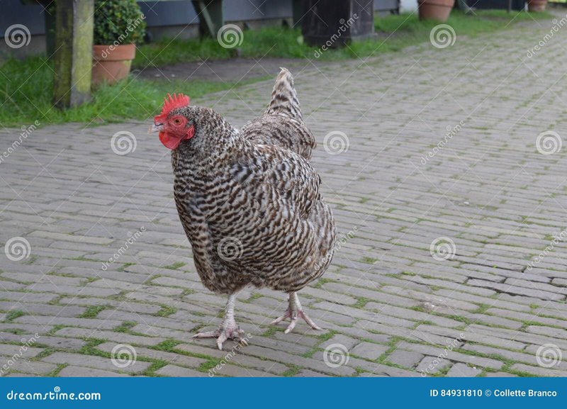 Het Avontuur van Chicken Road: Speel Dit Populaire Gokspel Online - overview