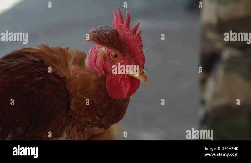 Découvrez Le Monde Exotique du Chicken Road Slot en Ligne Français